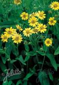 Arnica chamissonis